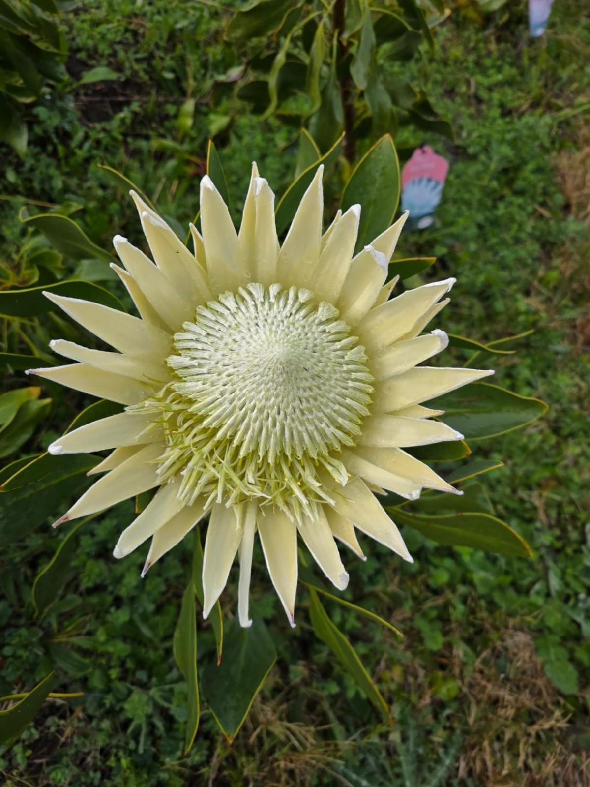 Villa Shabby Fufu Lifestyle Farm Plettenberg Bay Exterior foto